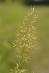 Trisetum flavescens