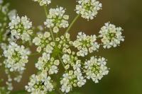 Conium maculatum