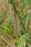 Conium maculatum