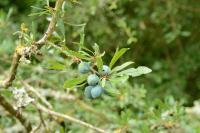Prunus domestica