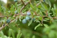 Prunus domestica