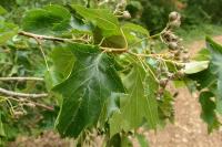Torminalis glaberrima