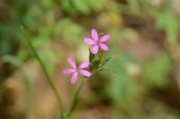 Dianthus armeria