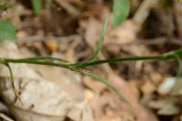 Dianthus armeria