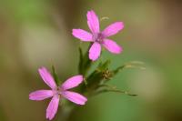 Dianthus armeria