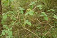 Viburnum lantana