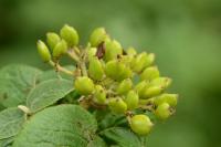 Viburnum lantana