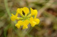 Hippocrepis comosa