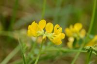 Hippocrepis comosa