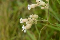 Silene vulgaris