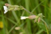 Silene latifolia