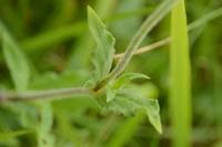 Silene latifolia