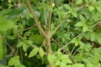 Euonymus europaeus
