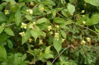 Euonymus europaeus