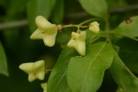 Euonymus europaeus