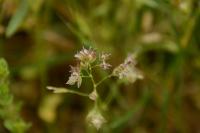 Poa annua