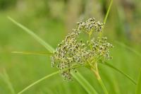 Scirpus sylvaticus