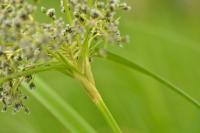 Scirpus sylvaticus