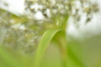 Scirpus sylvaticus
