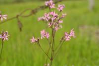 Lychnis flos-cuculi