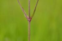 Lychnis flos-cuculi