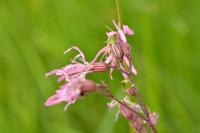 Lychnis flos-cuculi