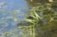 Sagittaria sagittifolia