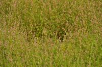 Persicaria