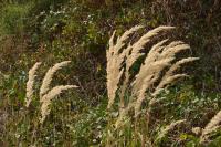 Calamagrostis epigejos