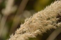 Calamagrostis epigejos