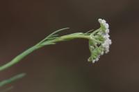 Seseli montanum