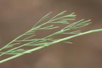 Seseli montanum