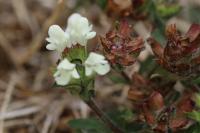 Prunella laciniata