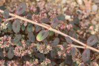 Euphorbia maculata