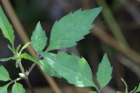 Bidens frondosa