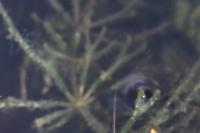 Ceratophyllum demersum