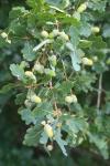 Quercus robur
