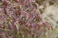 Cornus sanguinea