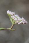 Seseli montanum