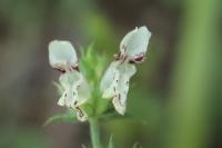 Stachys recta