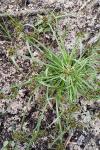 Cyperus fuscus