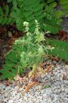 Euphorbia lathyris