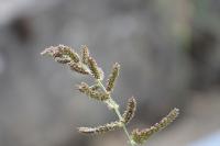 Echinochloa crus-galli