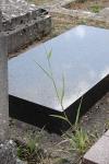 Echinochloa crus-galli