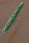 Setaria verticillata