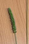 Setaria verticillata