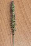 Setaria verticillata