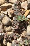 Euphorbia maculata