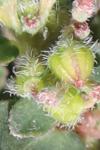 Euphorbia prostrata
