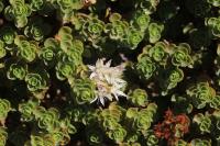 Phedimus spurius
